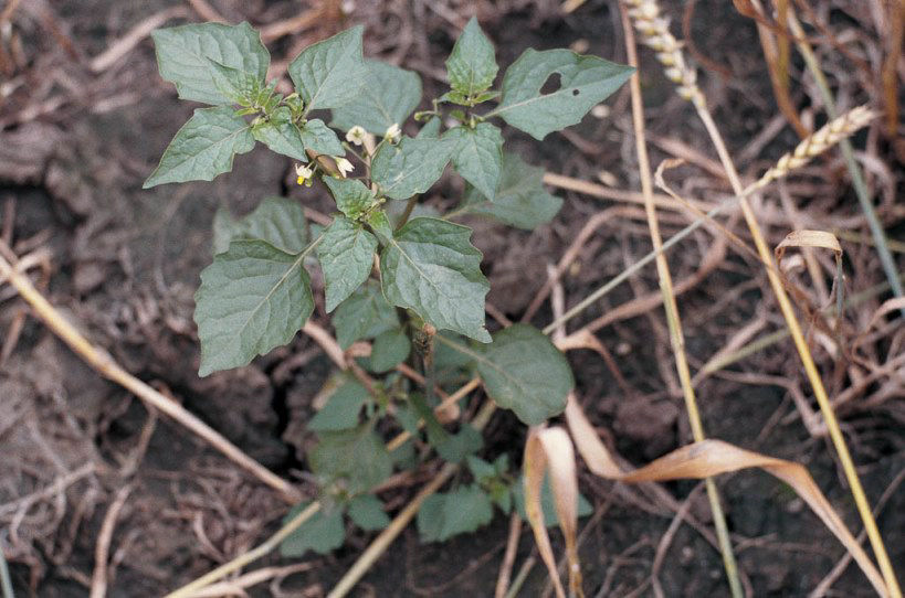 Schwarzer Nachtschatten (Solanum nigrum)